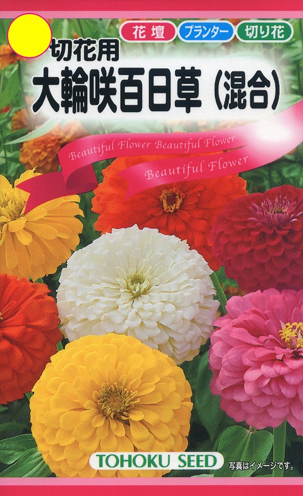 大輪咲百日草