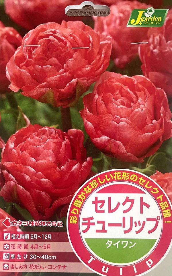 セレクトチューリップ タイワン