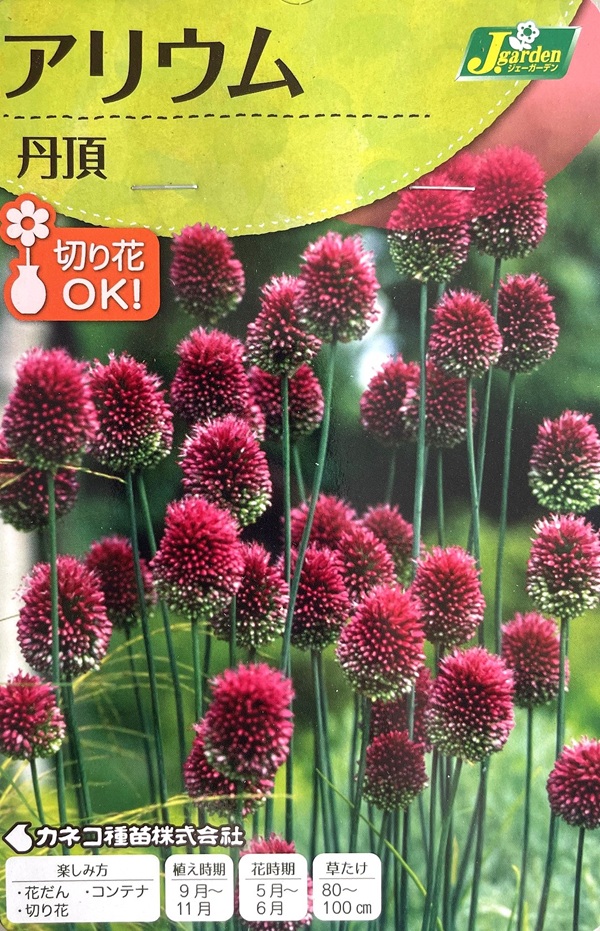 アリウム 丹頂