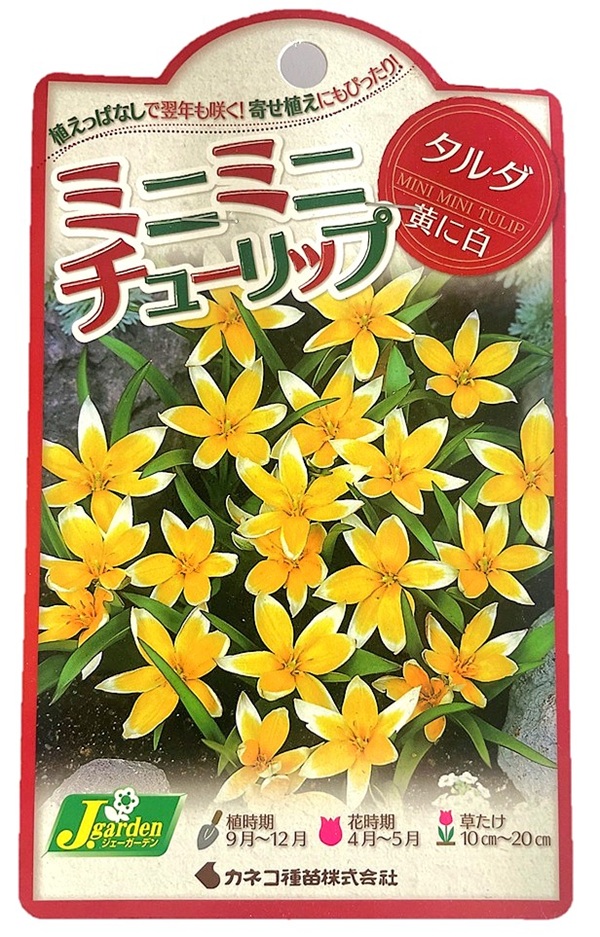 ミニミニチューリップ タルダ