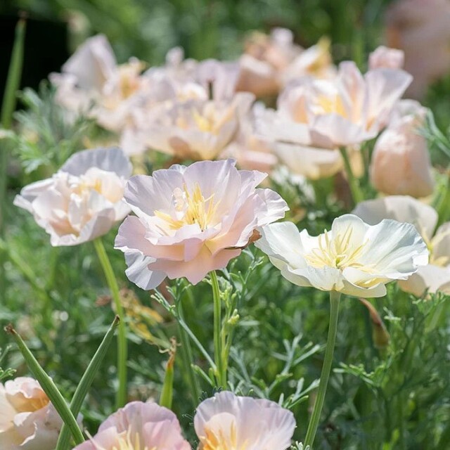 カリフォルニアポピー タイ シルク ピンク シャンパーニュ