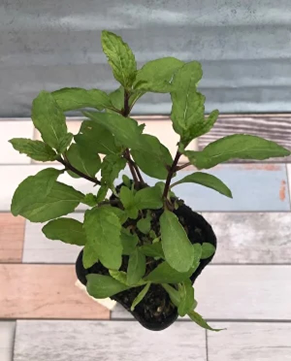 タイミント1