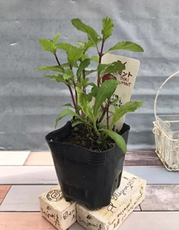 タイミント