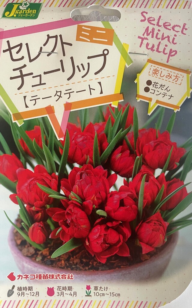 セレクトミニチューリップ テータテート