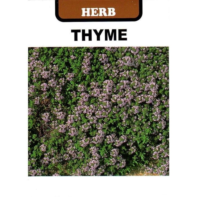 クリーピングタイム藤田種子