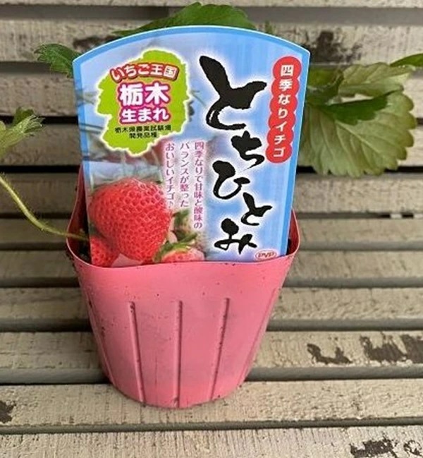 四季なりいちご とちひとみ