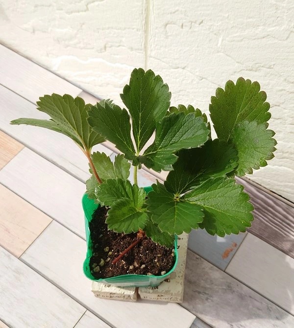 いちご　とちおとめ1