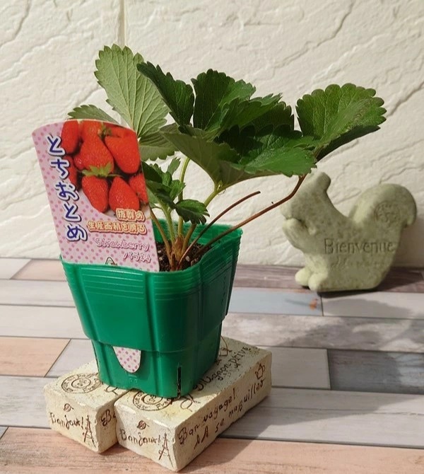 野菜苗】 いちご プレミアム とちおとめ 9cmポット 1苗