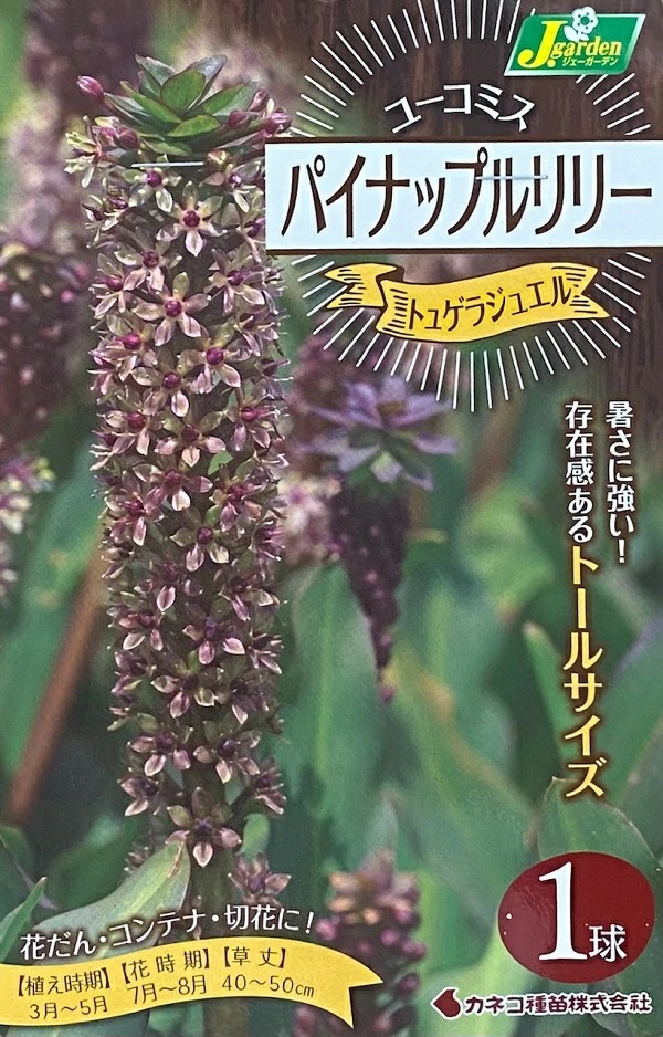 パイナップルリリー トゲラジュエル