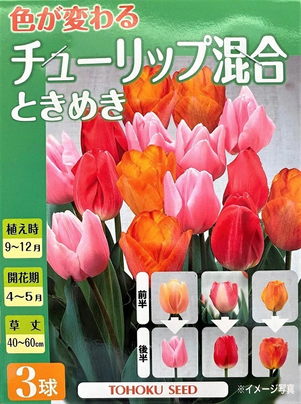 チューリップときめき