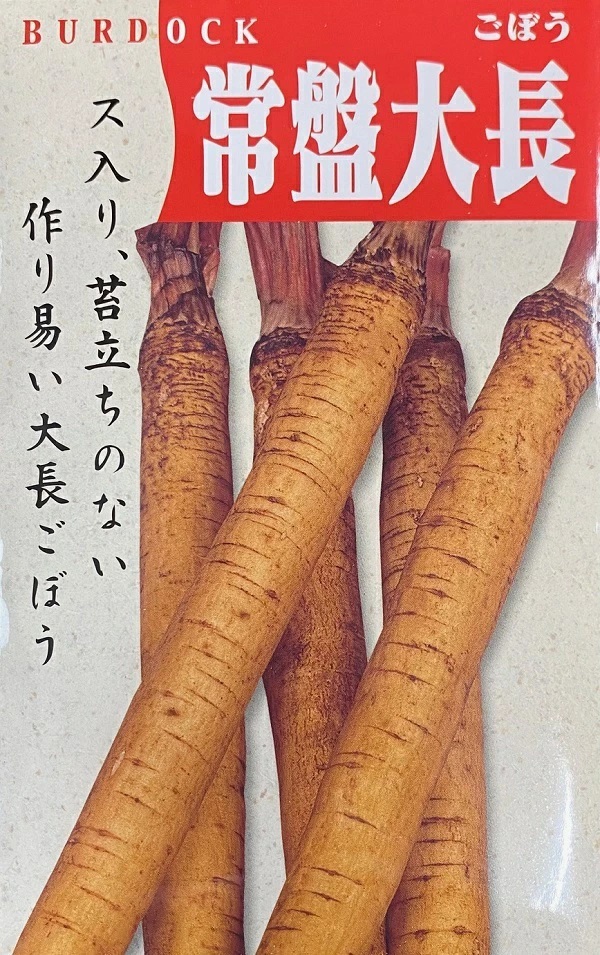 ゴボウ　常盤大長