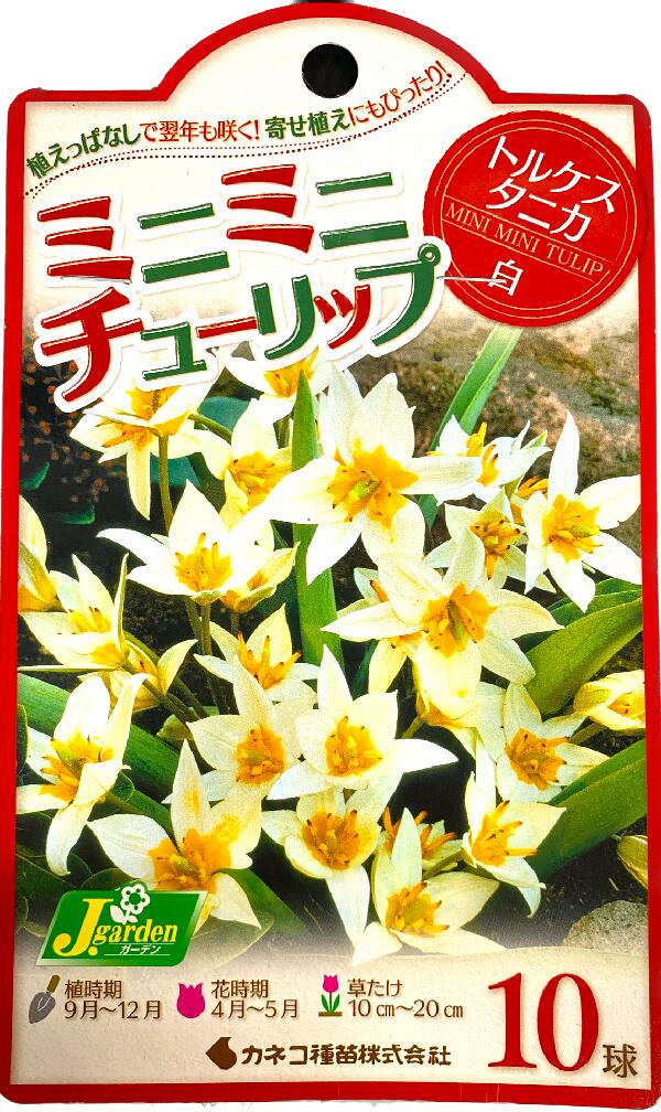 ミニミニチューリップ　トルケスタニカ