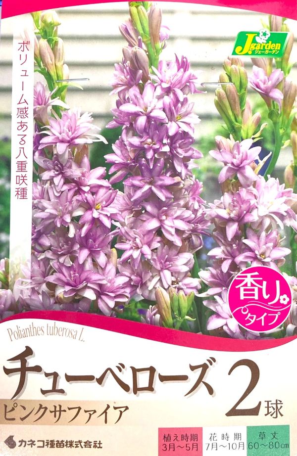 チューベローズ　ピンクサファイア