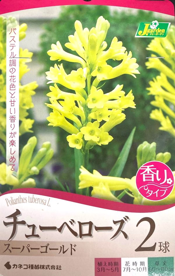 チューベローズ　スーパーゴールド