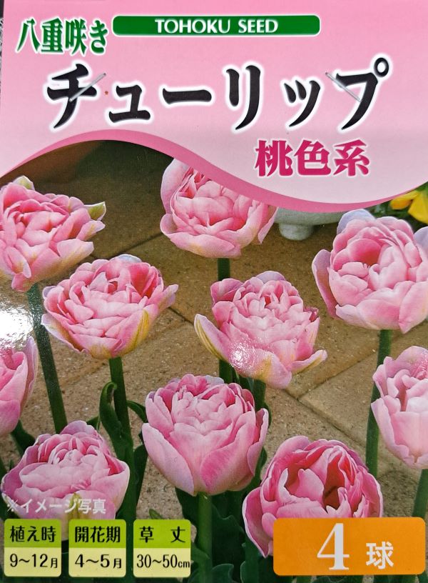 チューリップ 桃色系 ドリーマー