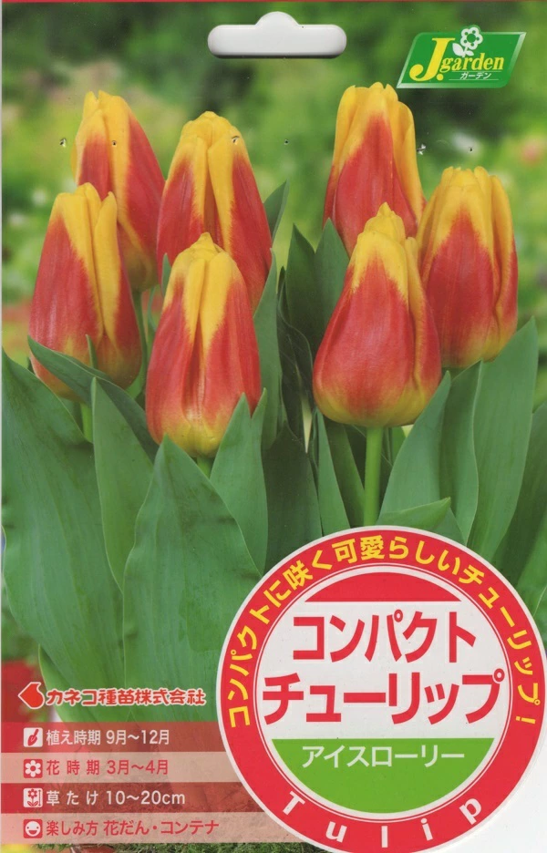 コンパクトチューリップ アイスローリー