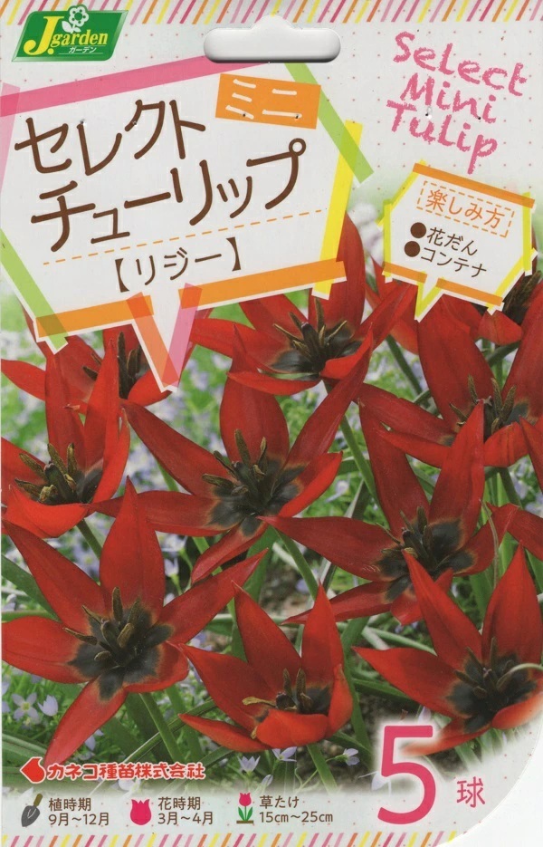 セレクトミニチューリップ リジー