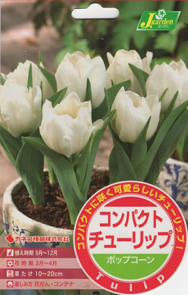 コンパクトチューリップ ポップコーン 5球入