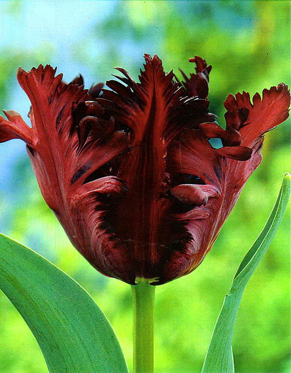 チューリップ　ブラックパーロット