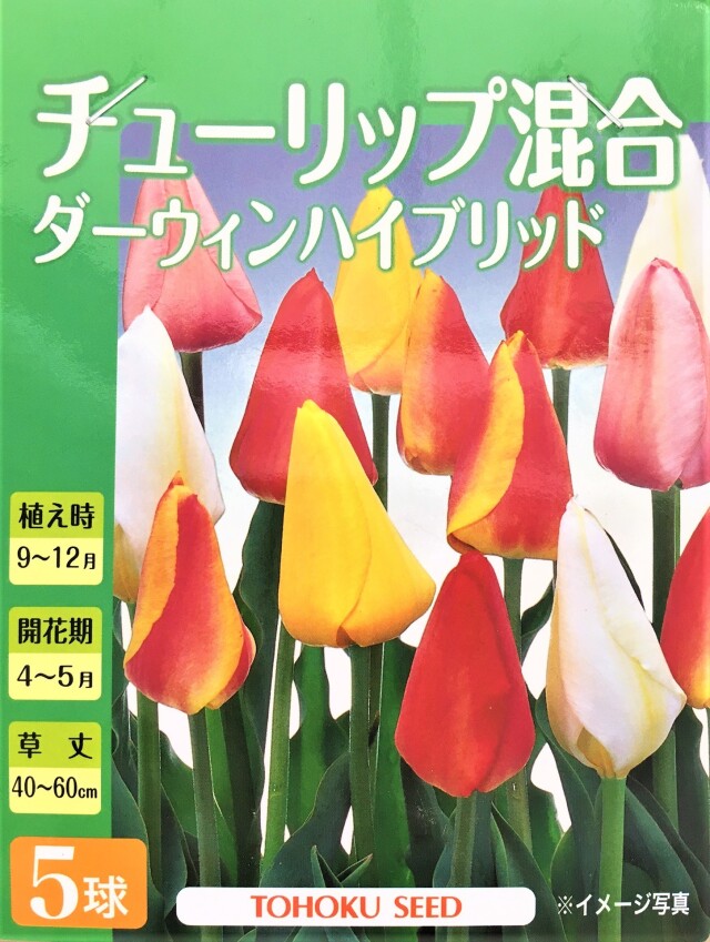 ダーウィンハイブリット