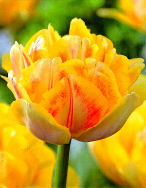 チューリップ　フォクシーフォックストロット