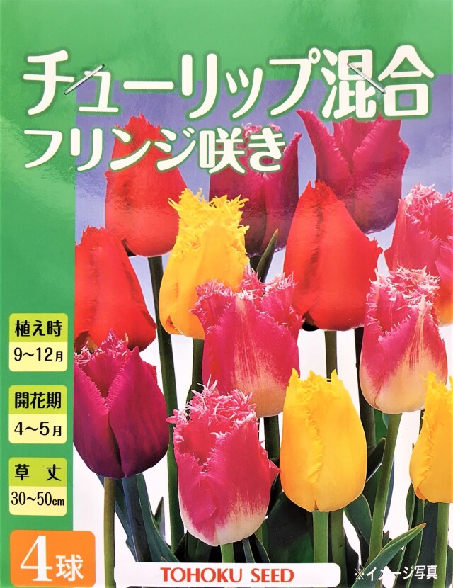 チューリップフリンジ咲き