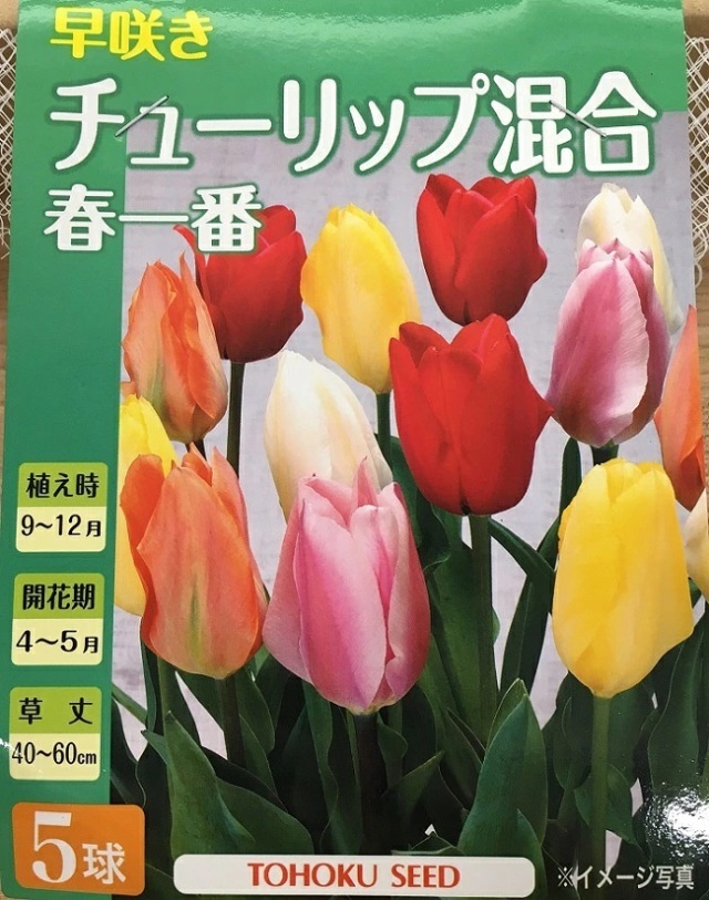 チューリップ混合　春一番