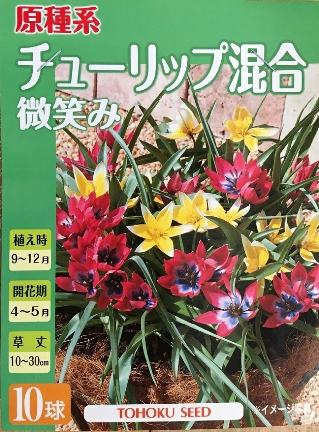 チューリップ微笑み