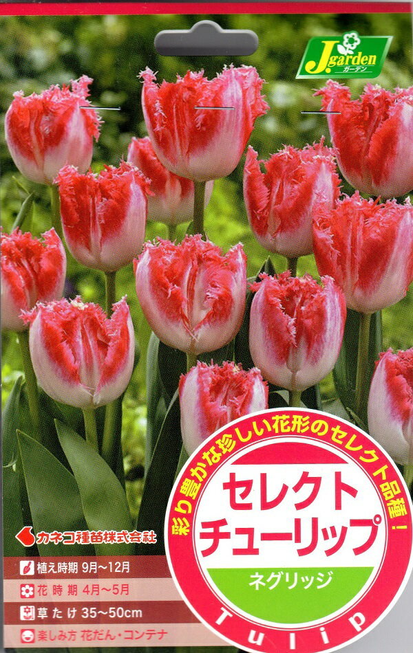 セレクトチューリップ ネグリッジ