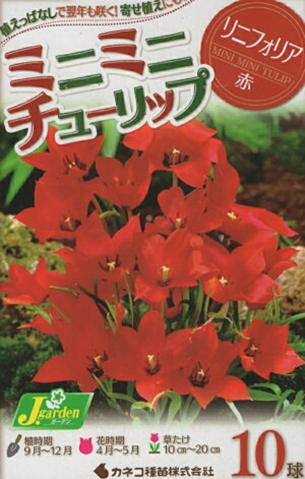 ミニミニチューリップ リニフォリア