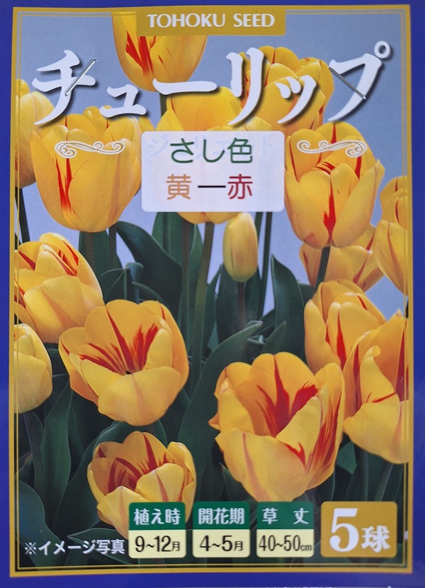 さし色 チューリップ 黄ー赤