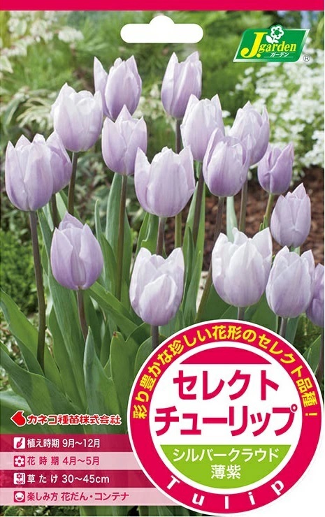セレクトチューリップ シルバークラウド