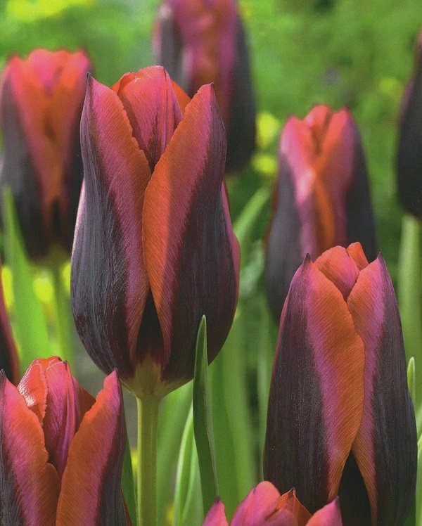 チューリップ　スラワ