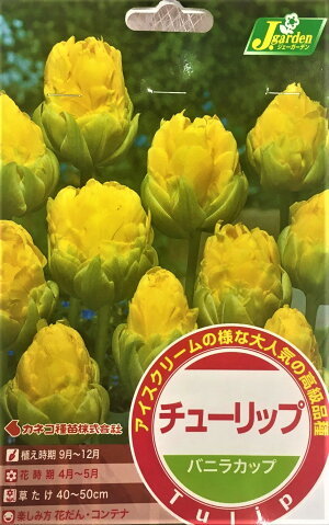 チューリップバニラカップ