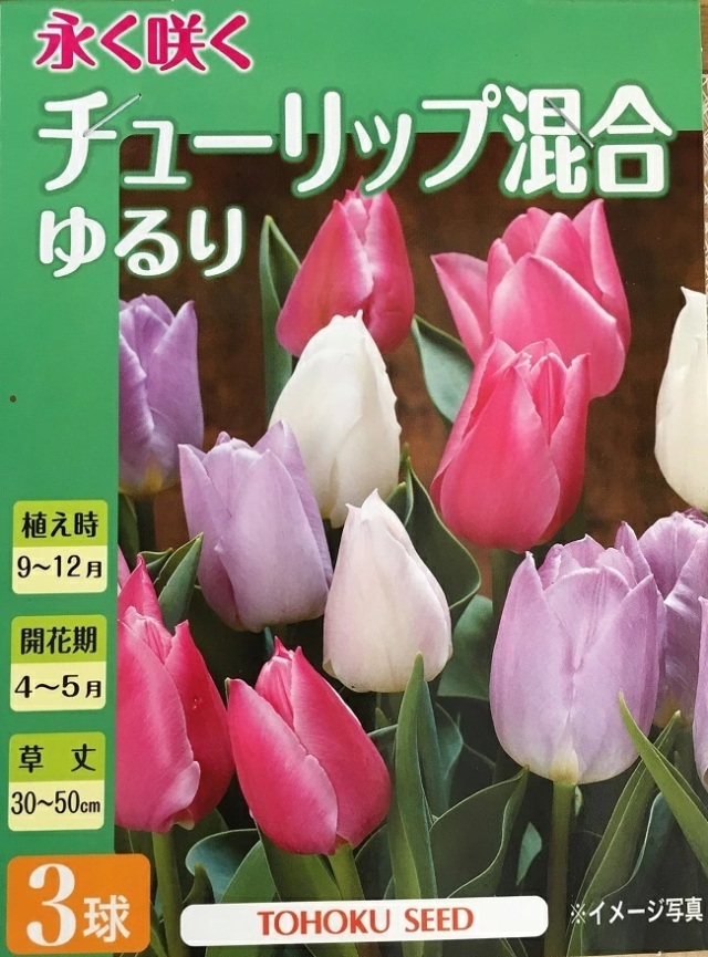チューリップゆるり