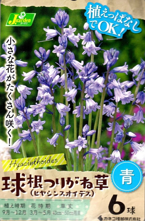 つりがね草青