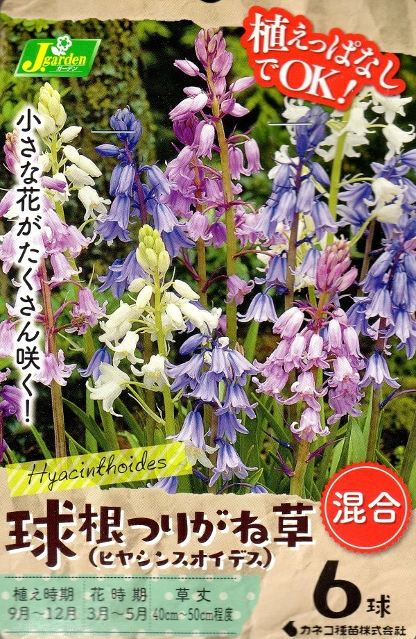 つりがね草混合