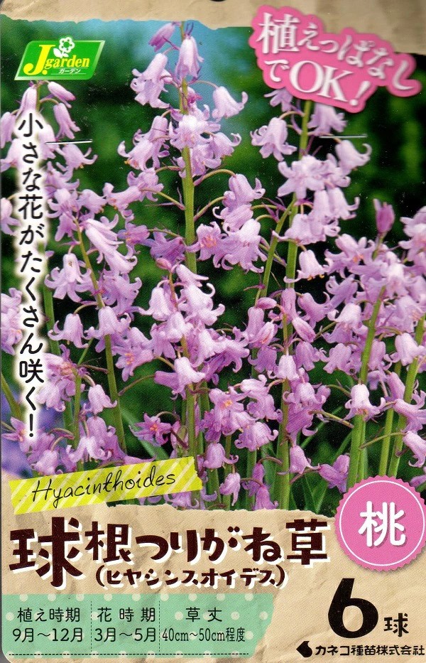 つりがね草桃