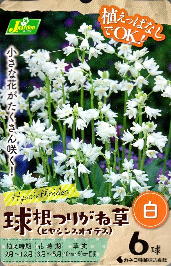 つりがね草白