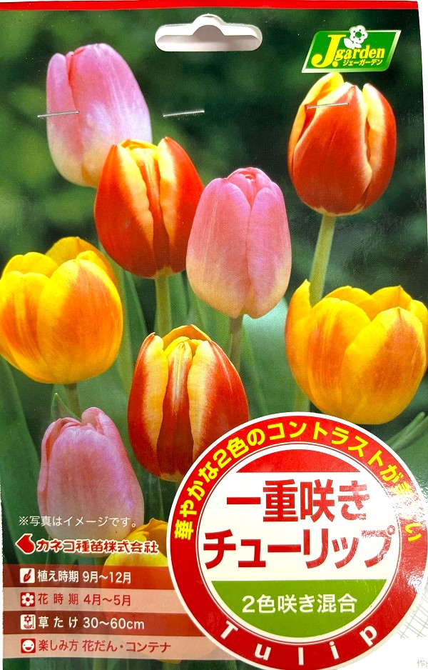 一重咲きチューリップ 2色咲き混合