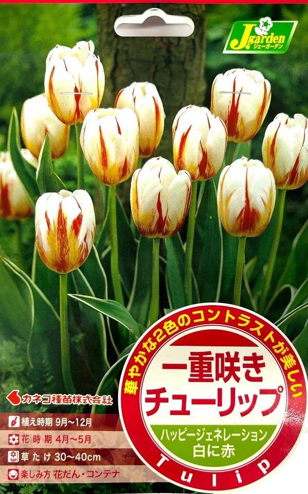一重咲きチューリップ ハッピージェネレーション