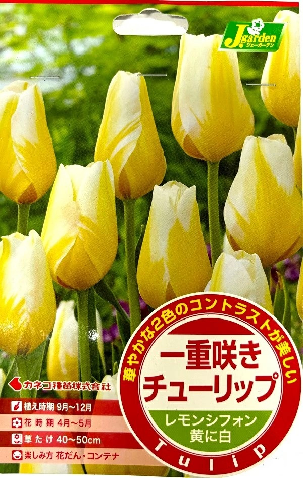 一重咲きチューリップ レモンシフォン