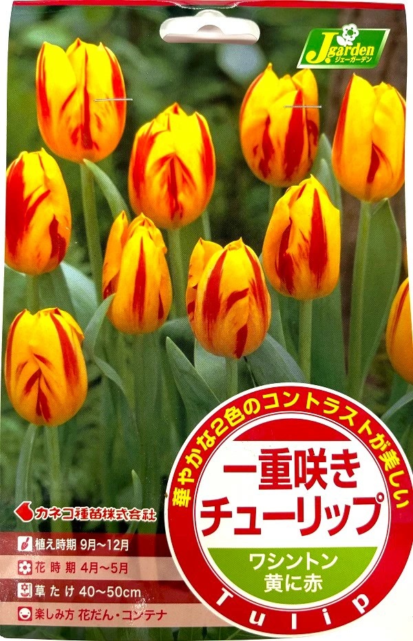 一重咲きチューリップ ワシントン