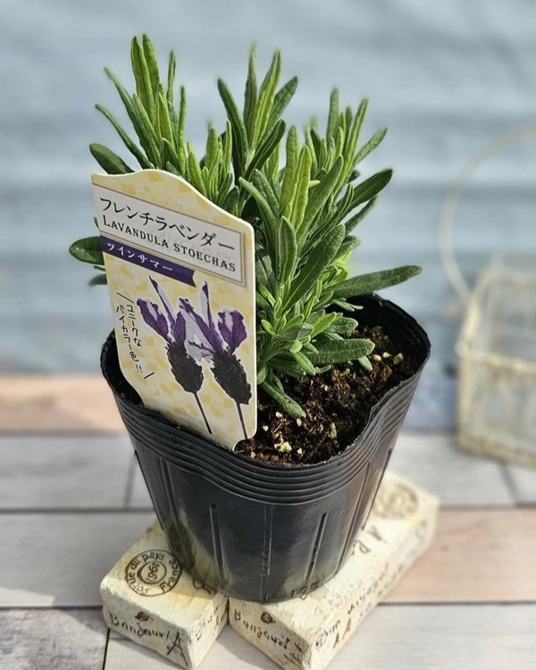 フレンチラベンダー　ツインサマー
