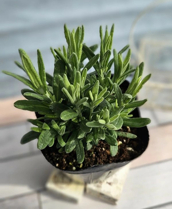 フレンチラベンダー　ツインサマー