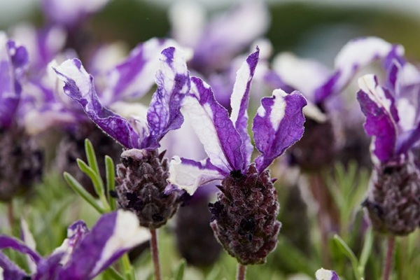 フレンチラベンダー　ツインサマー