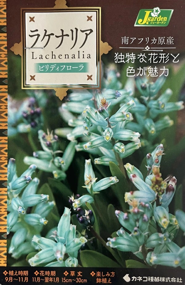 ラケナリアビリディフローラ