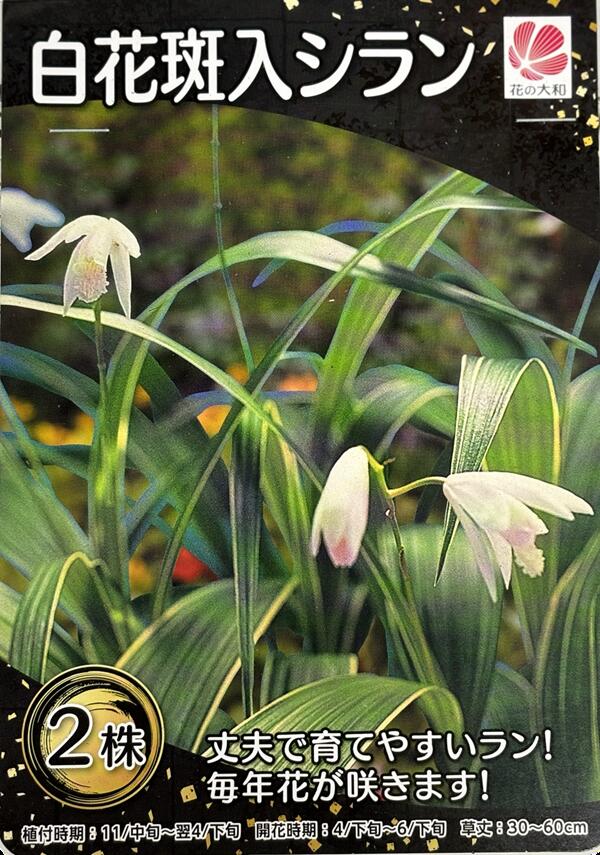 白花斑入りシラン