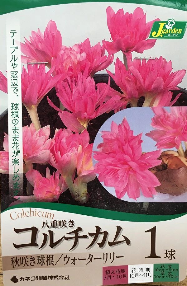 コルチカムウォーターリリー