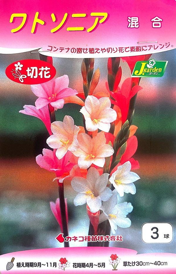 ワトソニア 混合